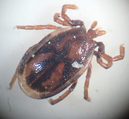 Réf. 247 531 : Pholeoixodes hexagonus